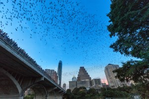 A photo of the Congress Ave Bat Bridge Kayak Tour in Austin, Texas