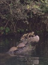 Turtles on a log in the lake