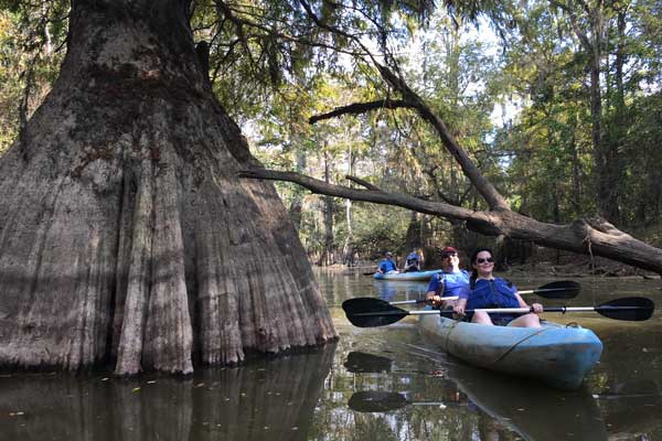 Monster cypress tree-swamp a group of people in a small boat in a body of water